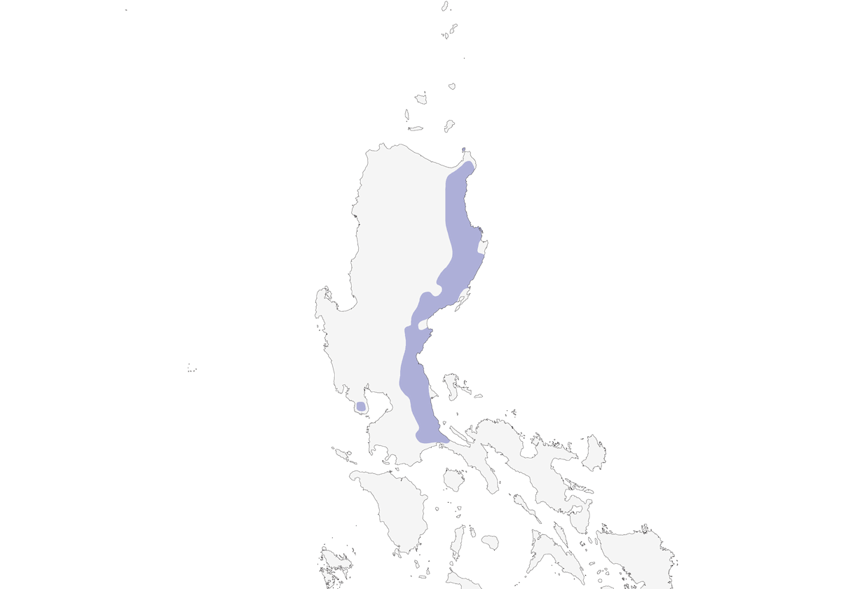 Luzon Striped-Babbler, Distribution 1