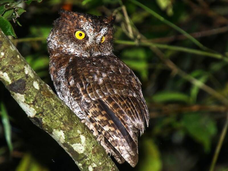 Luzon Scops-Owl