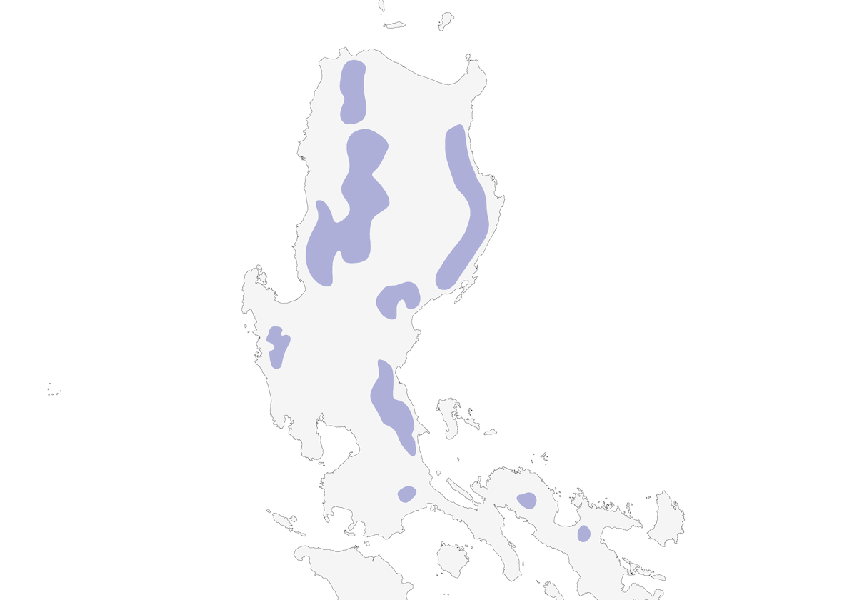 Assiolo di Luzon, Distribuzione 1