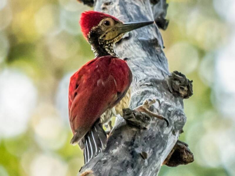 Luzon Flameback, Photos 4