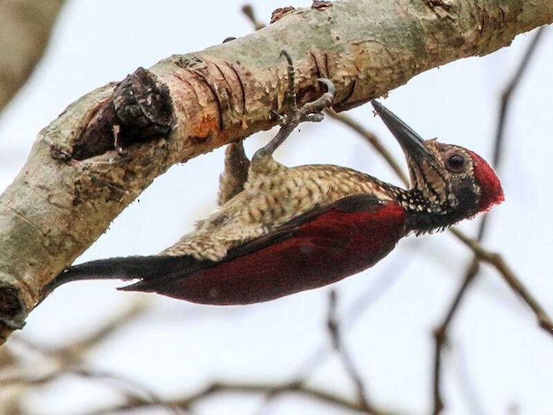 Luzon Flameback, Photos 2