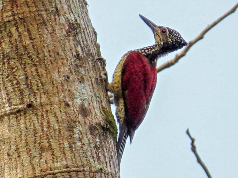 Luzon Flameback, Photos 3