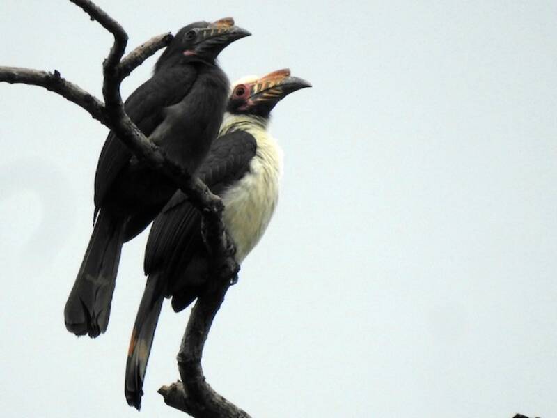 Luzon-Nashornvogel - Penelopides manillae