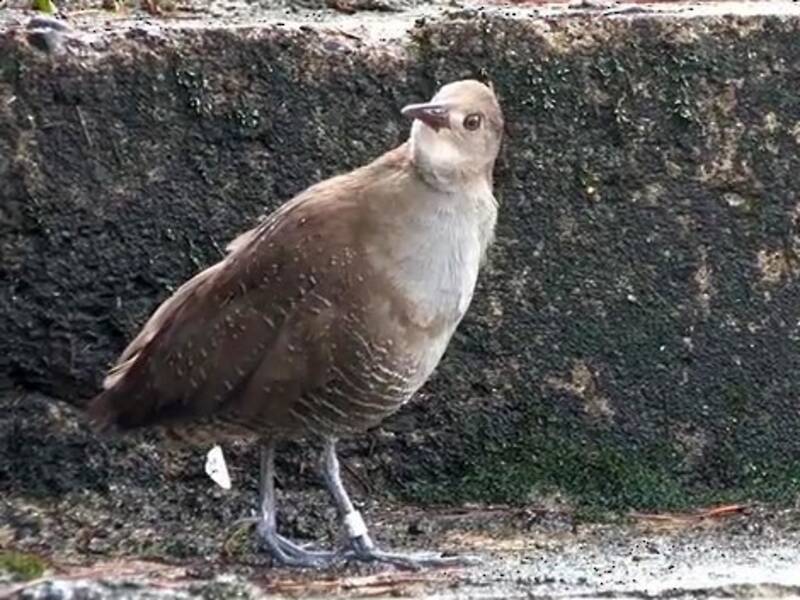 Rallo di Luzon