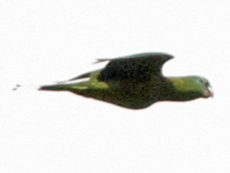Perico de raqueta de Luzón, Fotos 3