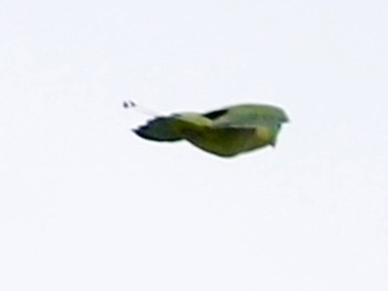 Luzon Racquet-tail