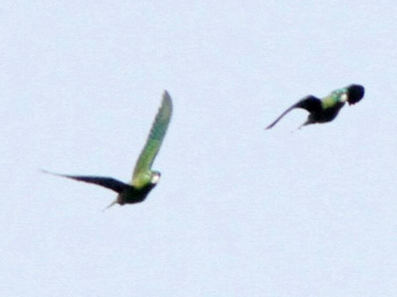 Perico de raqueta de Luzón, Fotos 2