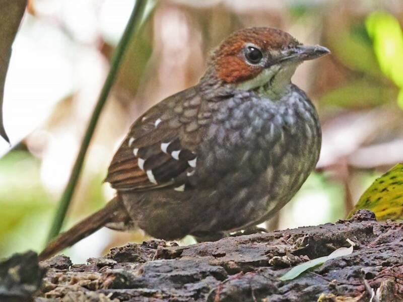 Cordillera Ground-Warbler