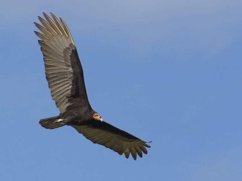 Lesser Yellow-headed Vulture, Photos 3