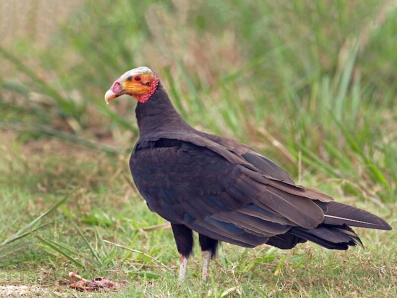 Lesser Yellow-headed Vulture, Photos 4