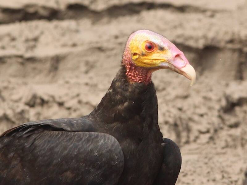 Lesser Yellow-headed Vulture