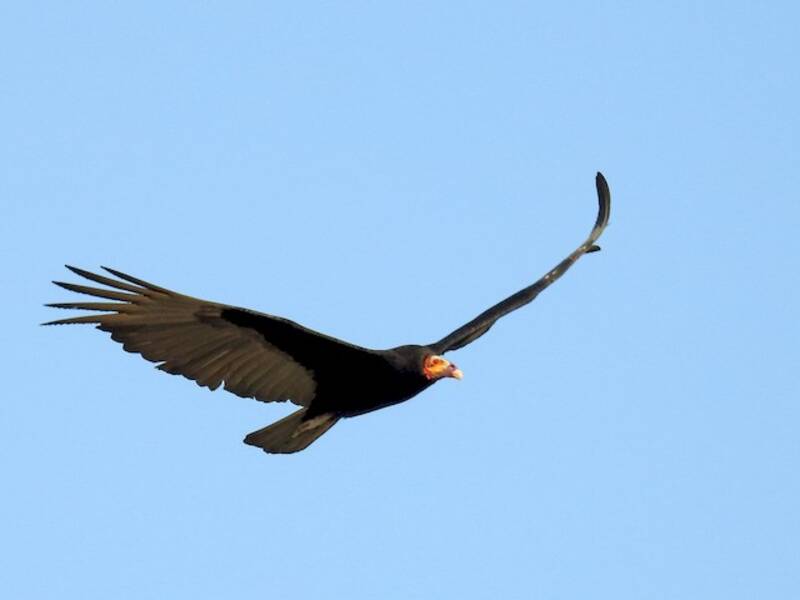 Lesser Yellow-headed Vulture, Photos 2