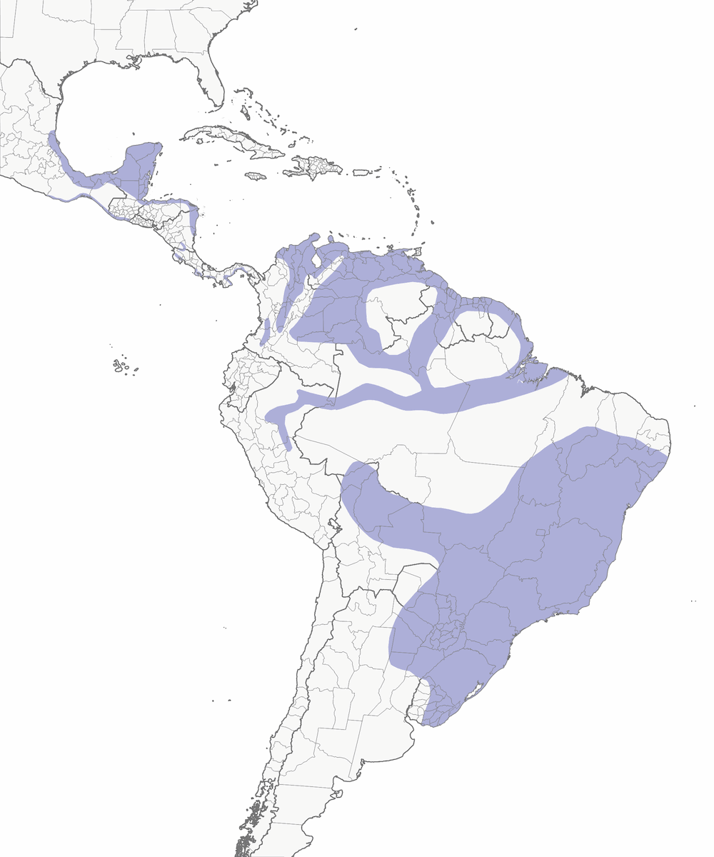 Lesser Yellow-headed Vulture, Distribution 1