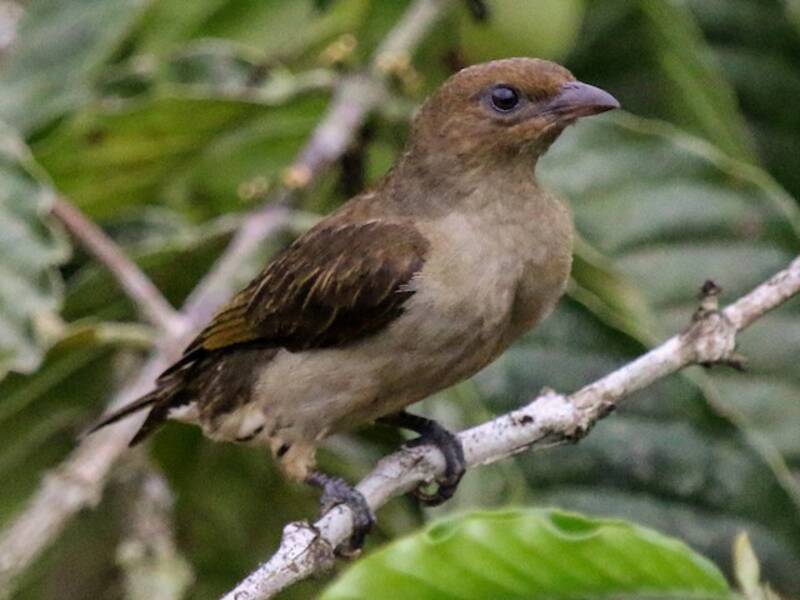 Indicateur lyre - Melichneutes robustus