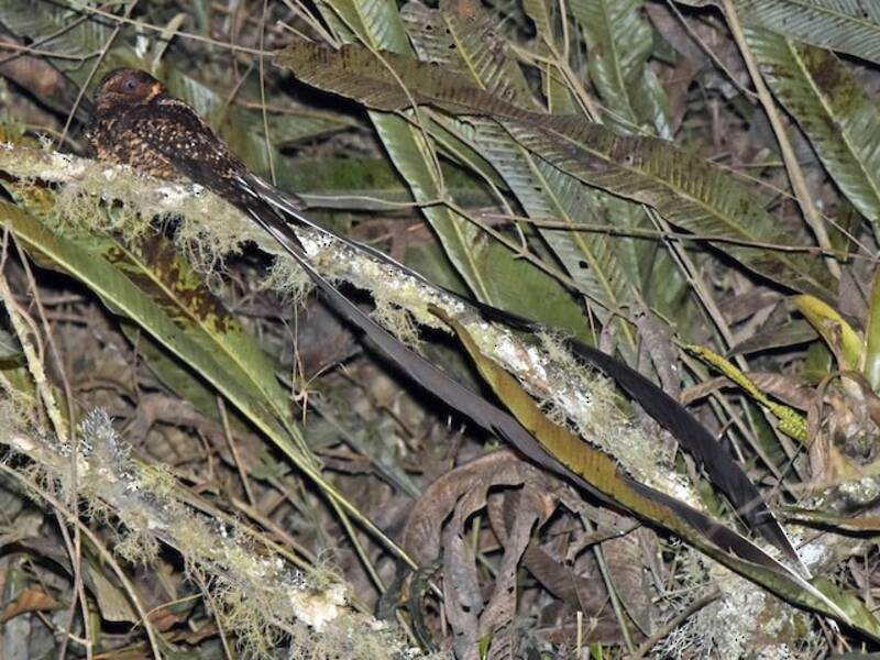 Lyre-tailed Nightjar