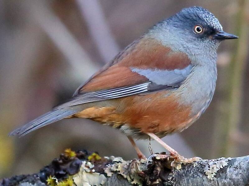 Maroon-backed Accentor, Photos 4