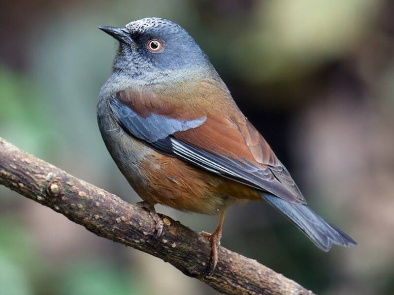 Maroon-backed Accentor, Photos 3