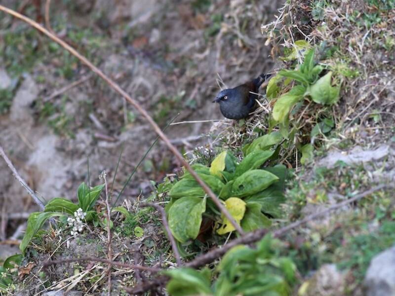 Maroon-backed Accentor, Photos 2