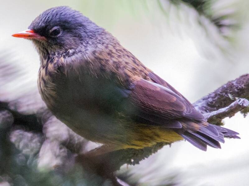 Maroon-backed Accentor, Photos 1