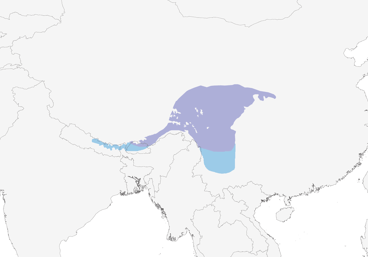 Maroon-backed Accentor, Distribution 1