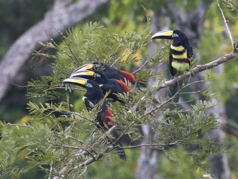 Many-banded Aracari