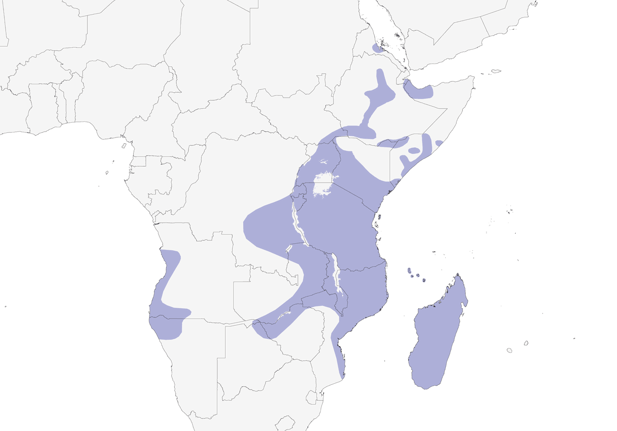Gruccione olivaceo, Distribuzione 1
