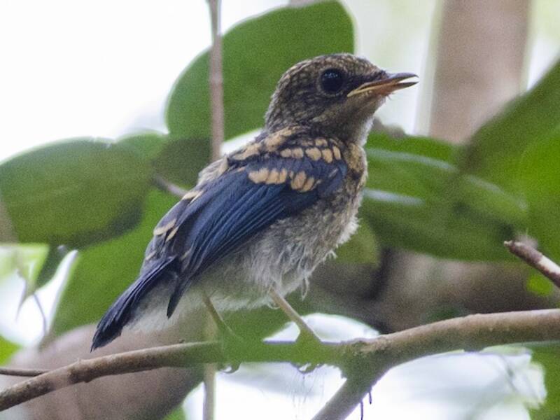 Malaysian Blue Flycatcher