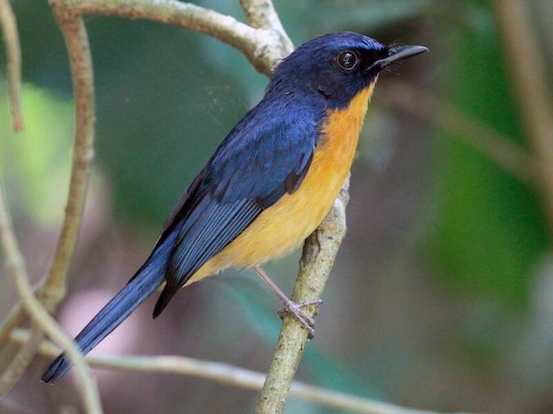 Mangrove-Blaufliegenschnäpper, Fotos 3