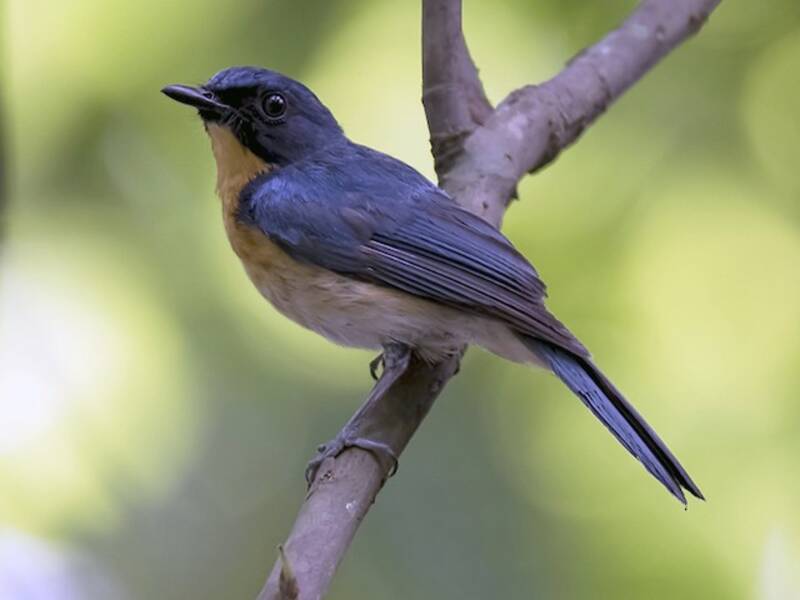 Mangrove Blue Flycatcher