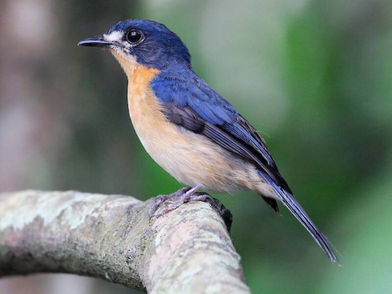 Mangrove-Blaufliegenschnäpper, Fotos 2