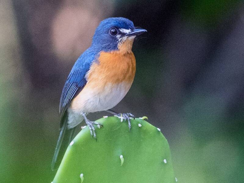 Mangrove-Blaufliegenschnäpper, Fotos 4