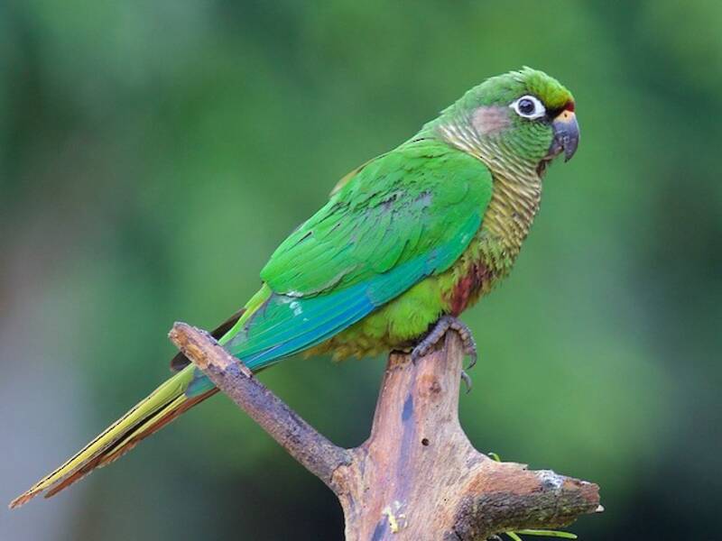 Maroon-bellied Parakeet