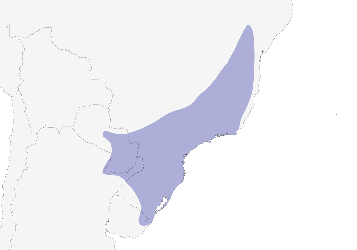Perico de vientre granate, Distribución 1