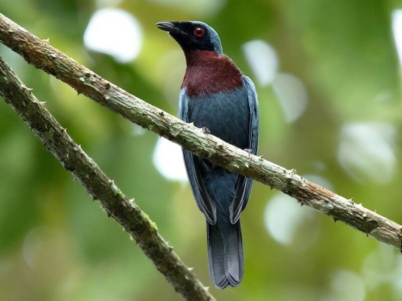 Maroon-breasted Philentoma, 照片 3