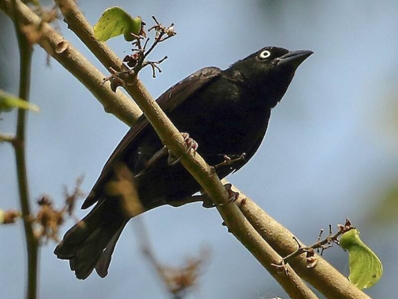 Maxwell's Black Weaver, Photos 3