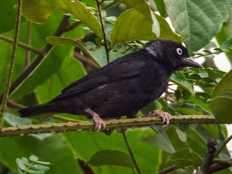 Maxwell's Black Weaver