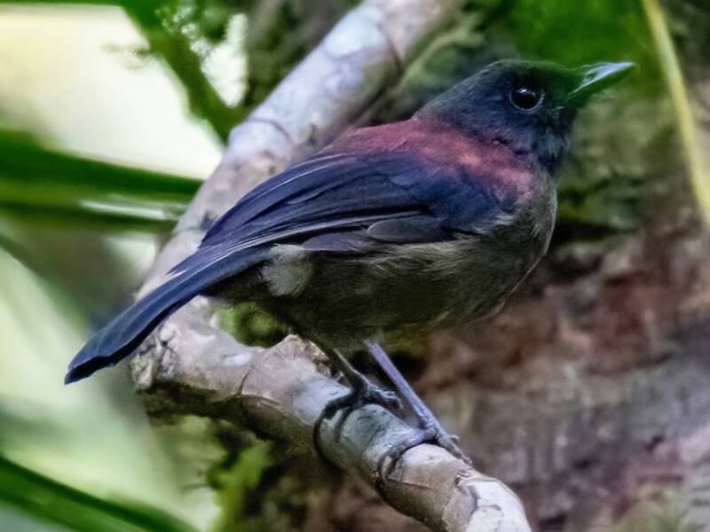 Maroon-backed Whistler, Photos 3