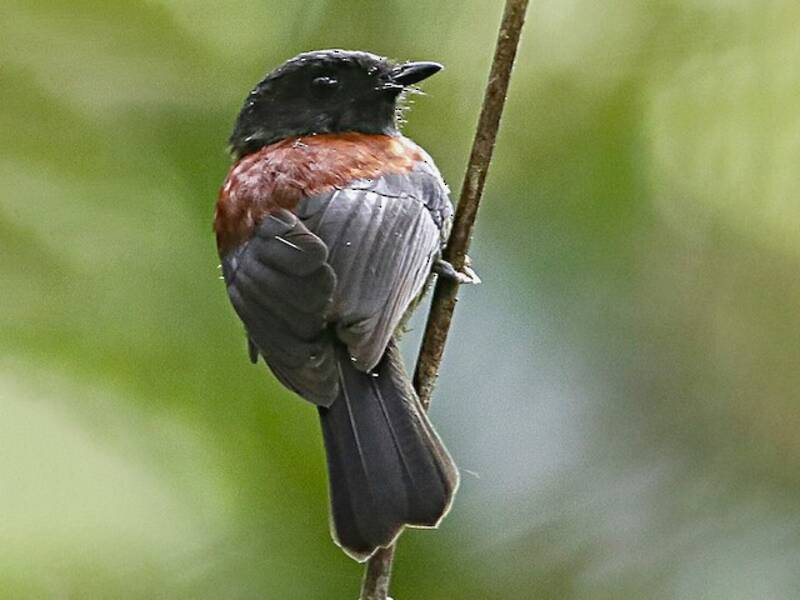 Maroon-backed Whistler, Photos 4