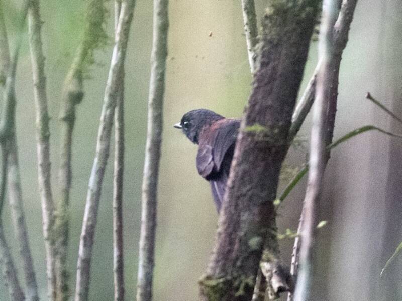 Maroon-backed Whistler, Photos 2