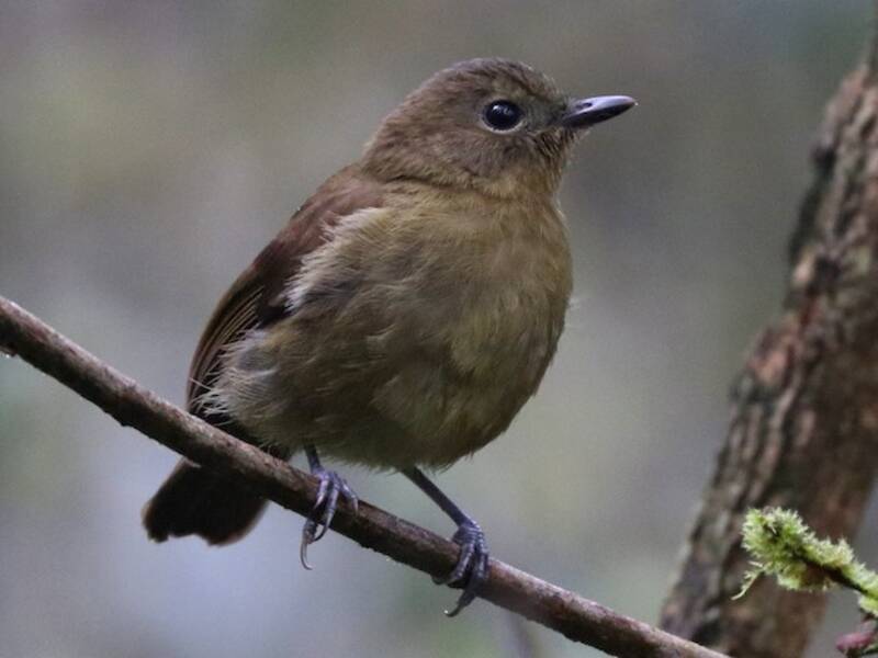 Maroon-backed Whistler