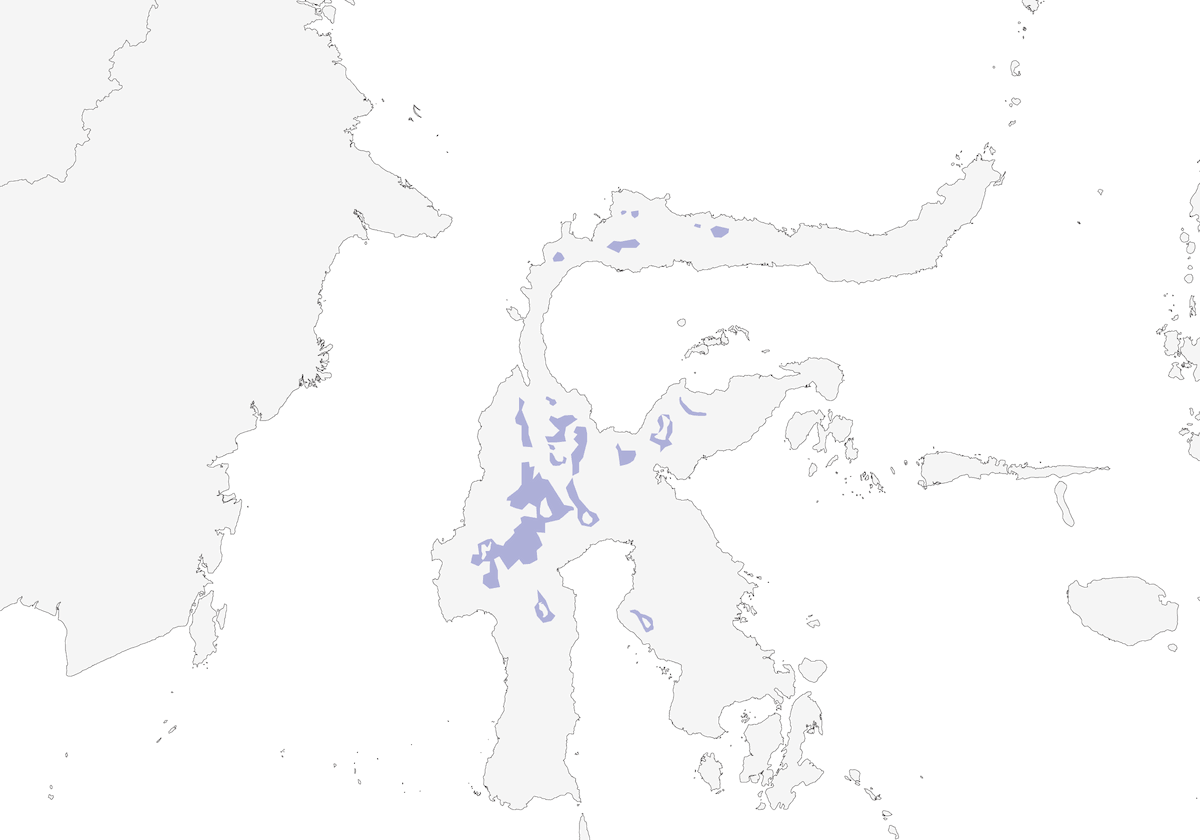 Maroon-backed Whistler, Distribution 1