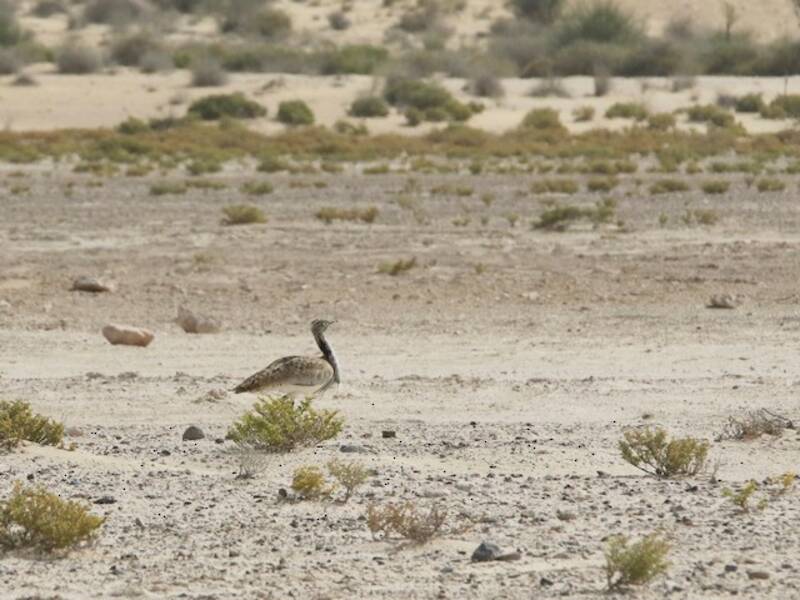 Asian Houbara (Chlamydotis macqueenii)