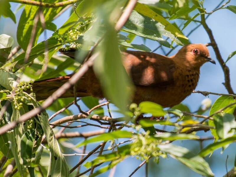 Tórtola-cuco pechimoteada, Fotos 3