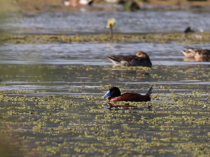 Maccoa Duck (Oxyura maccoa)