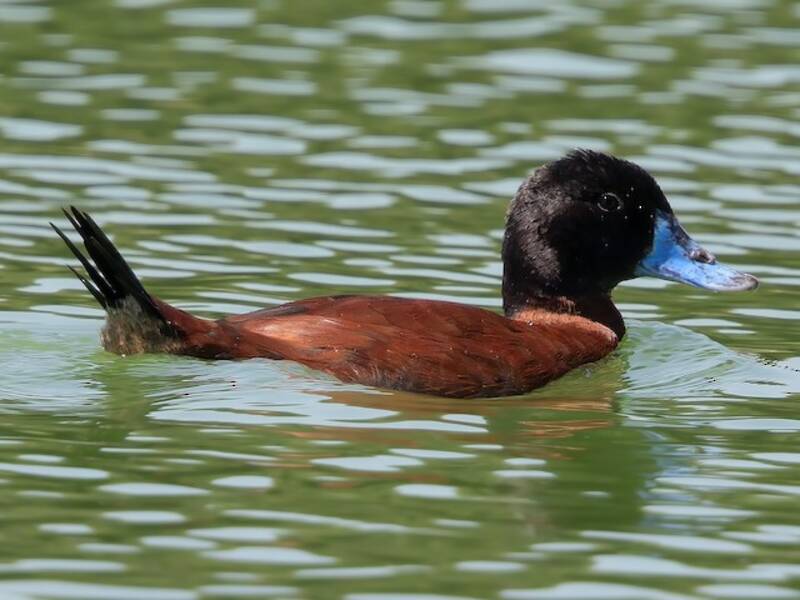 Maccoa Duck, 照片 2