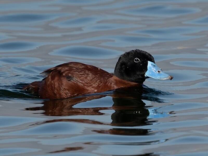 Maccoa Duck, 照片 4