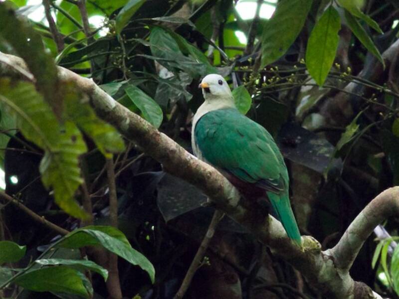 Maroon-chinned Fruit-Dove, Photos 3
