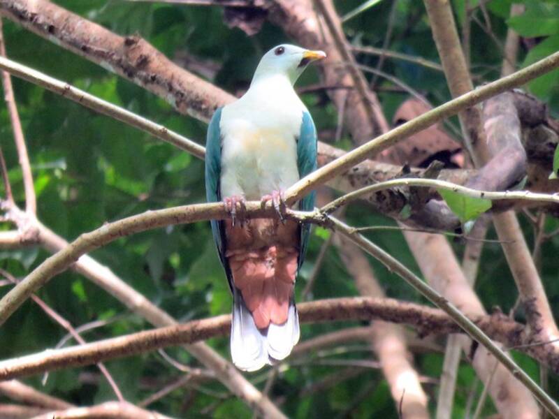 Maroon-chinned Fruit-Dove, Photos 2