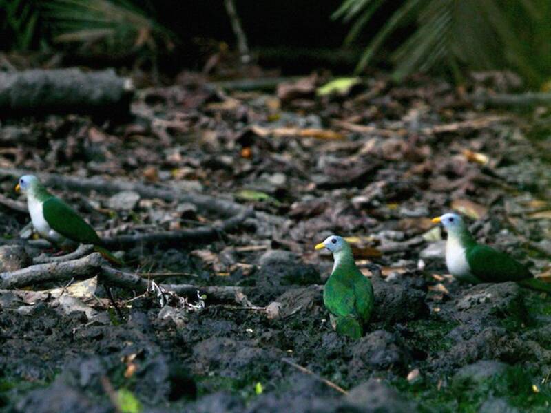 Maroon-chinned Fruit-Dove, Photos 4