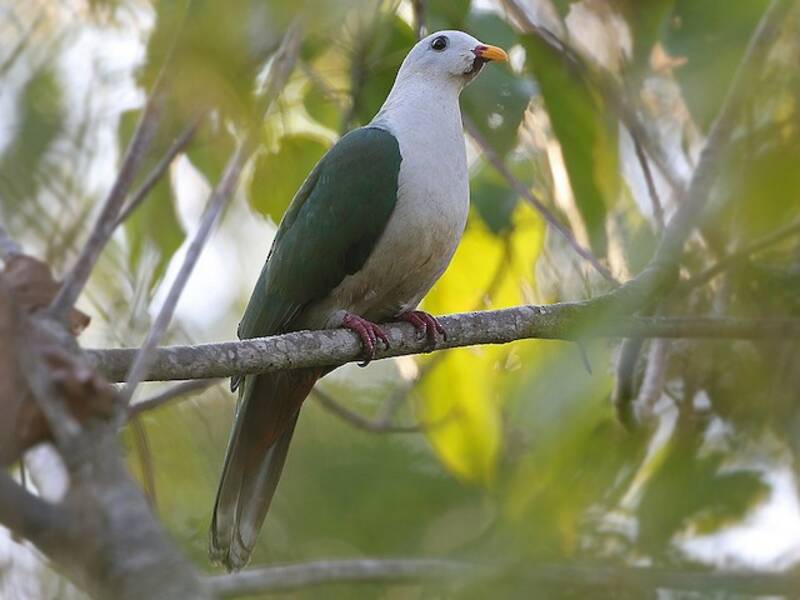Banggai Fruit-Dove, Photos 1